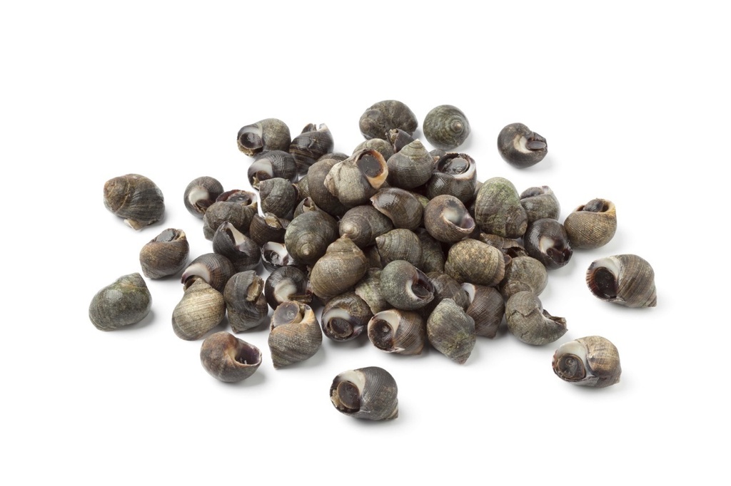 Bigorneau | Cuits | Moyen