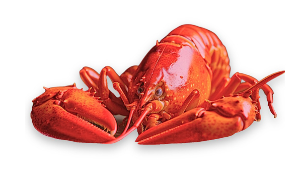 Homard Canada | Cuit | 1000/1100 g