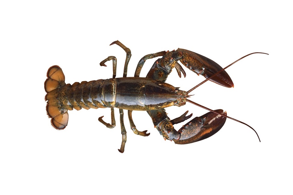 Homard Canada | Cuit | 500/600 g