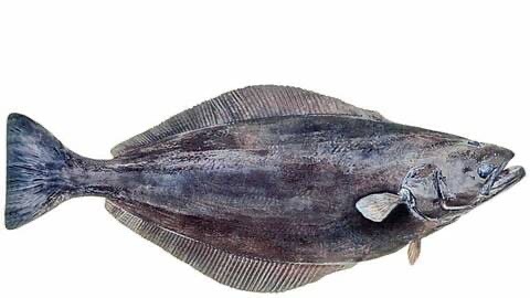 Flétan  noir | Filet sans peau | Par défaut