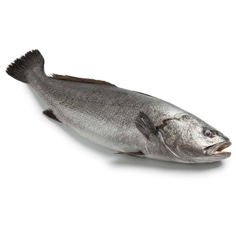 Maigre | Filet sans peau | 2/3 k/p brut